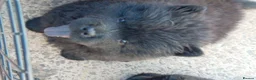 Chow Chow dogs for sale: 🐻❤️ GORGEOUS KC REGISTERED CHOW CHOW PUPPIES 🐾 - Advert 11