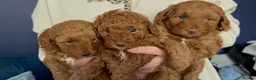Cavapoo dogs for sale: Cavapoo puppies ready to leave on Mother’s Day  - Advert 6