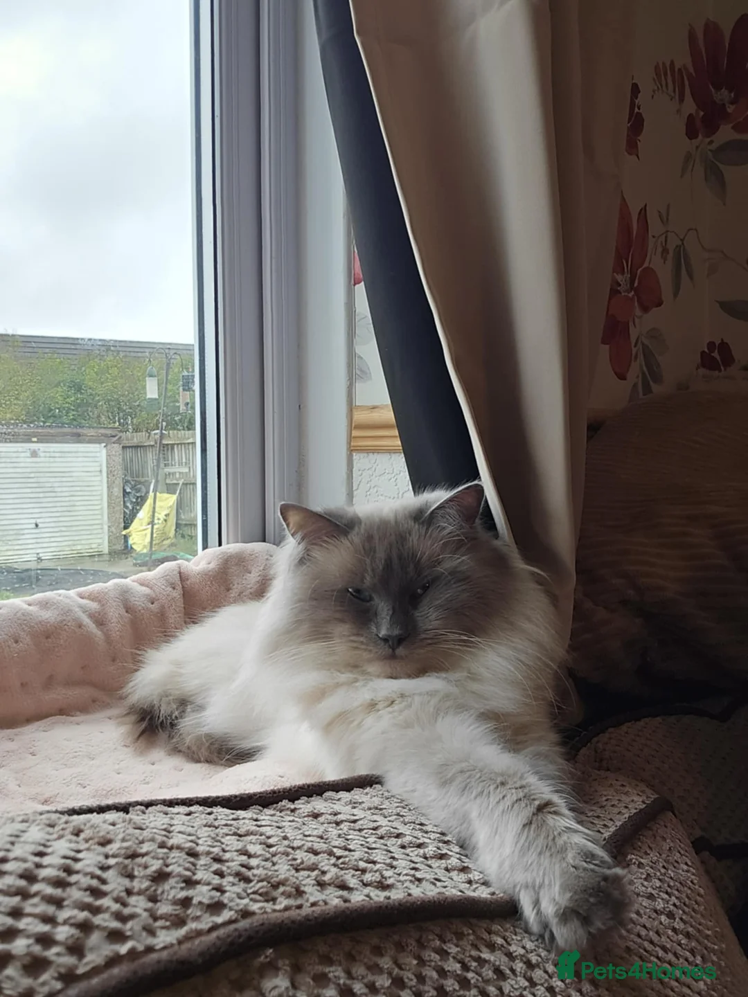 Ragdoll cats for sale: Ragdoll male cat  - Advert 1