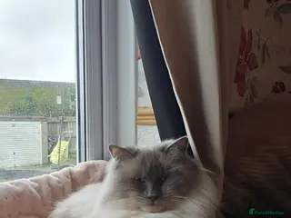 Ragdoll cats Ragdoll male cat - Advert 1