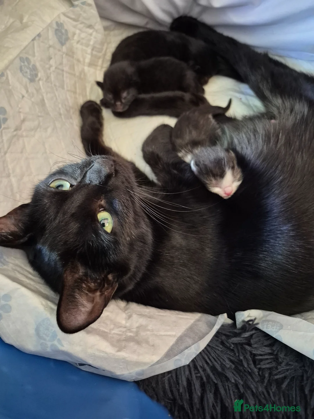 Mixed Breed cats for sale: 2 female kittens  - Advert 2