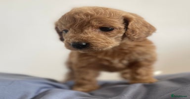 Cockapoo dogs - Advert 12