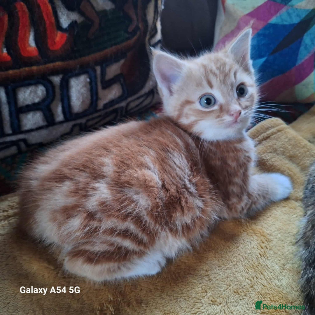 Mixed Breed cats for sale: Fluffy kittens ready now  - Advert 5