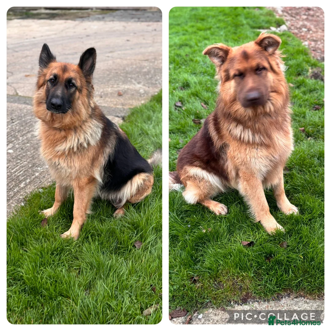 German Shepherd dogs for sale: Beautiful German shepherd puppies - Advert 2