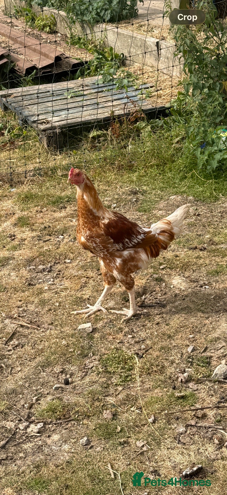 Chickens poultry Steve the Cockerel  - Advert 9