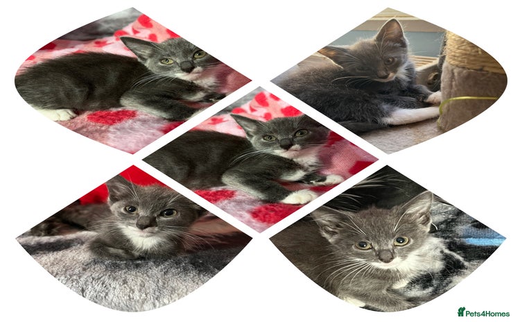 Maine Coon cats - Advert 4