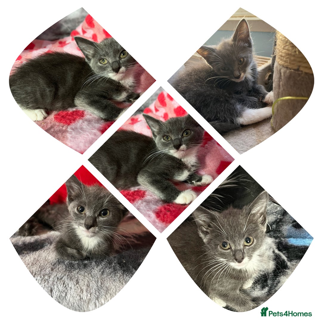 Maine Coon cats for sale: Last little boy  - Image 1