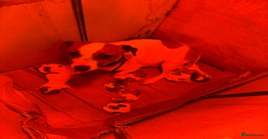 Jack Russell dogs - Advert 2