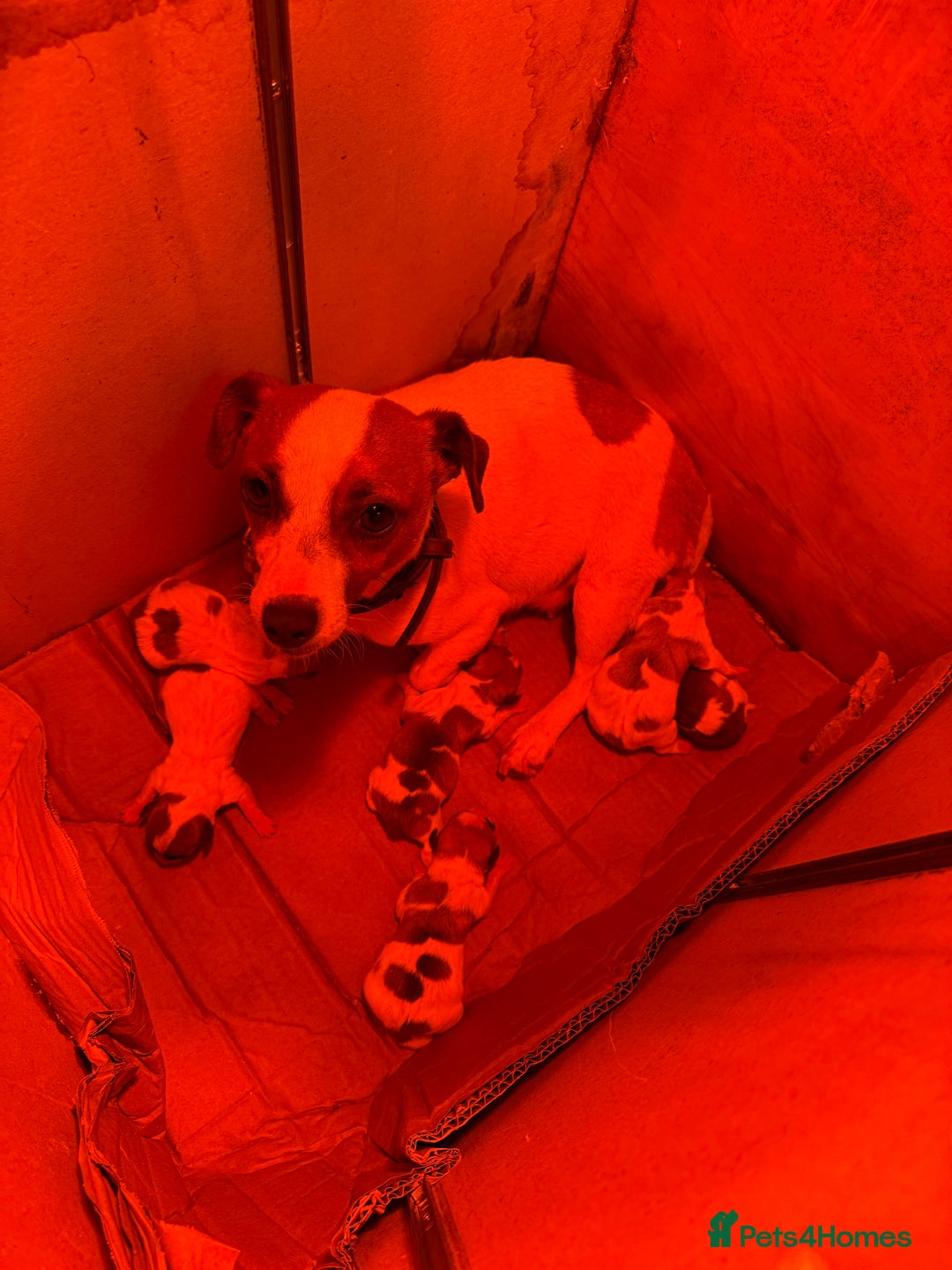 Jack Russell dogs for sale: Stunning miniature girl Jack Russel puppy   - Image 2