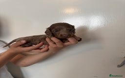 Miniature Dachshund dogs for sale: Miniature dachshund - Image 14