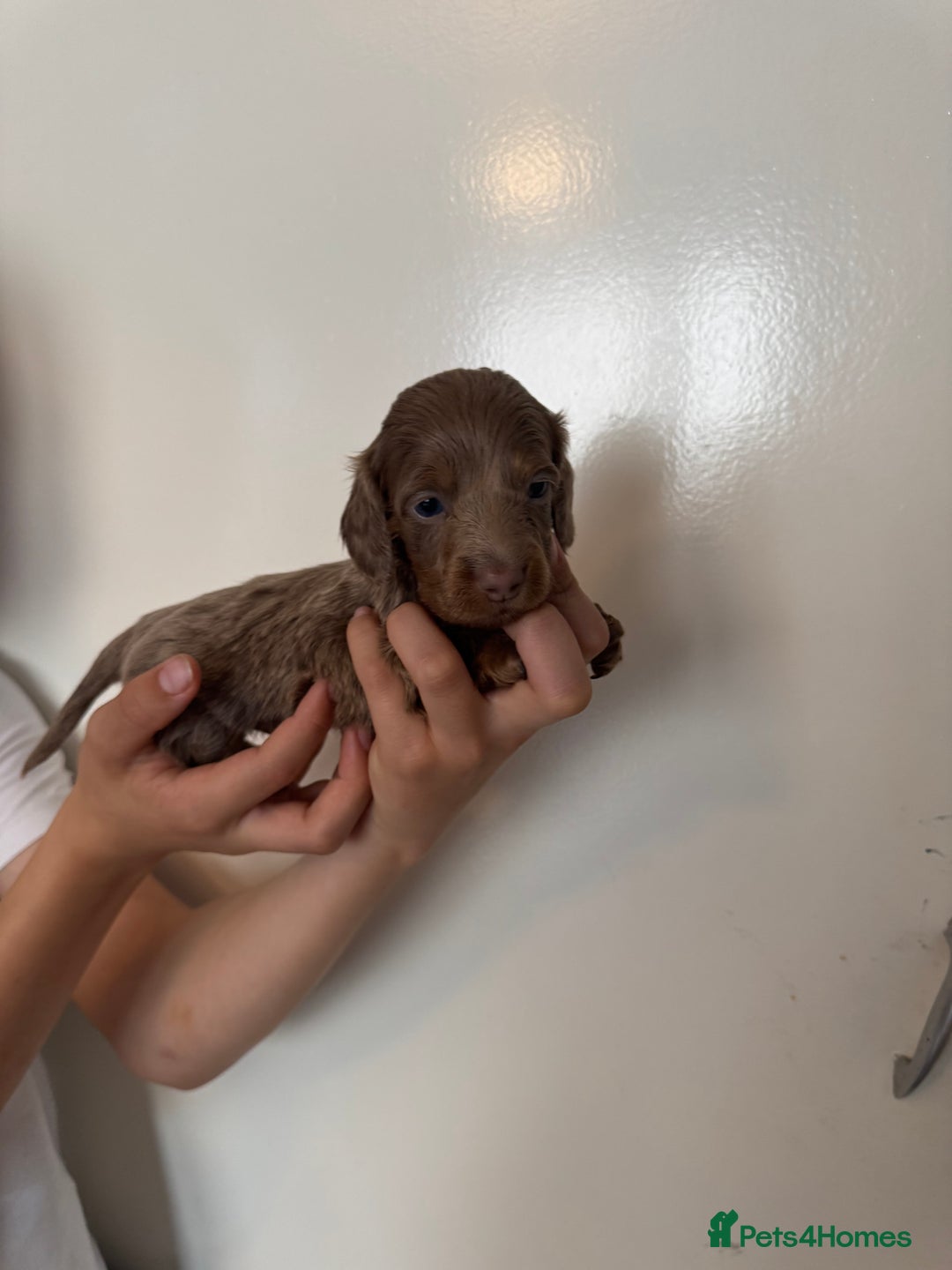 Miniature Dachshund dogs for sale: Miniature dachshund - Image 14