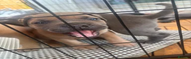 Mixed Breed Puppy 5