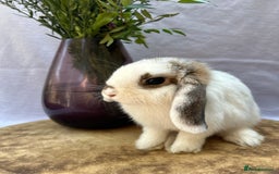 Mini Lop rabbits for sale: *READY TO LEAVE* Gorgeous Mini Lop girl in Norwich - Image 4