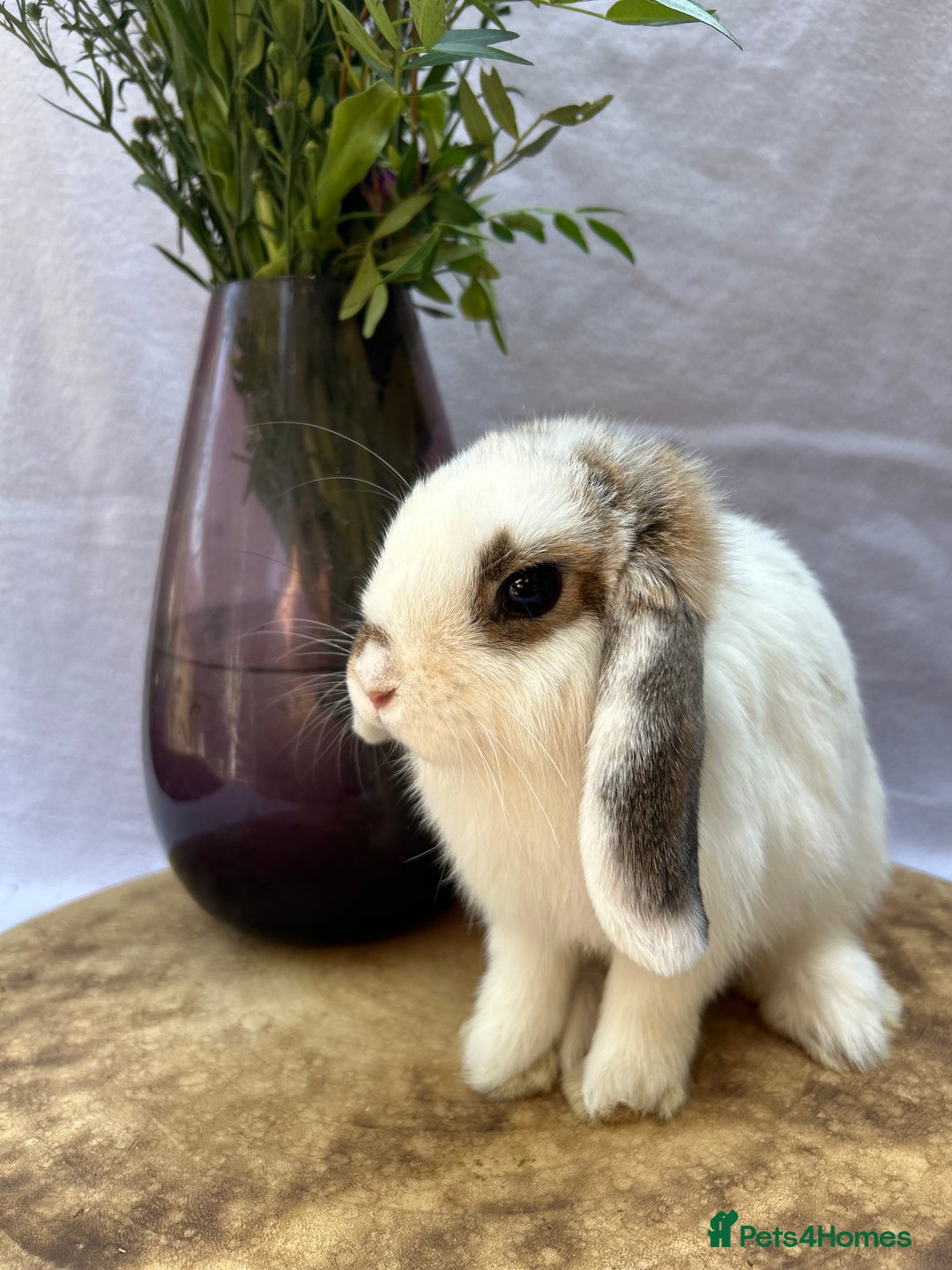 Mini Lop rabbits for sale: *READY TO LEAVE* Gorgeous Mini Lop girl in Norwich - Image 4