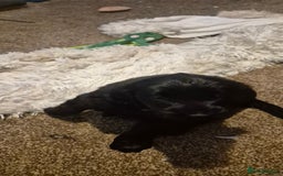 Flat coated Retriever dogs for sale: Flat coat retriever  - Image 30
