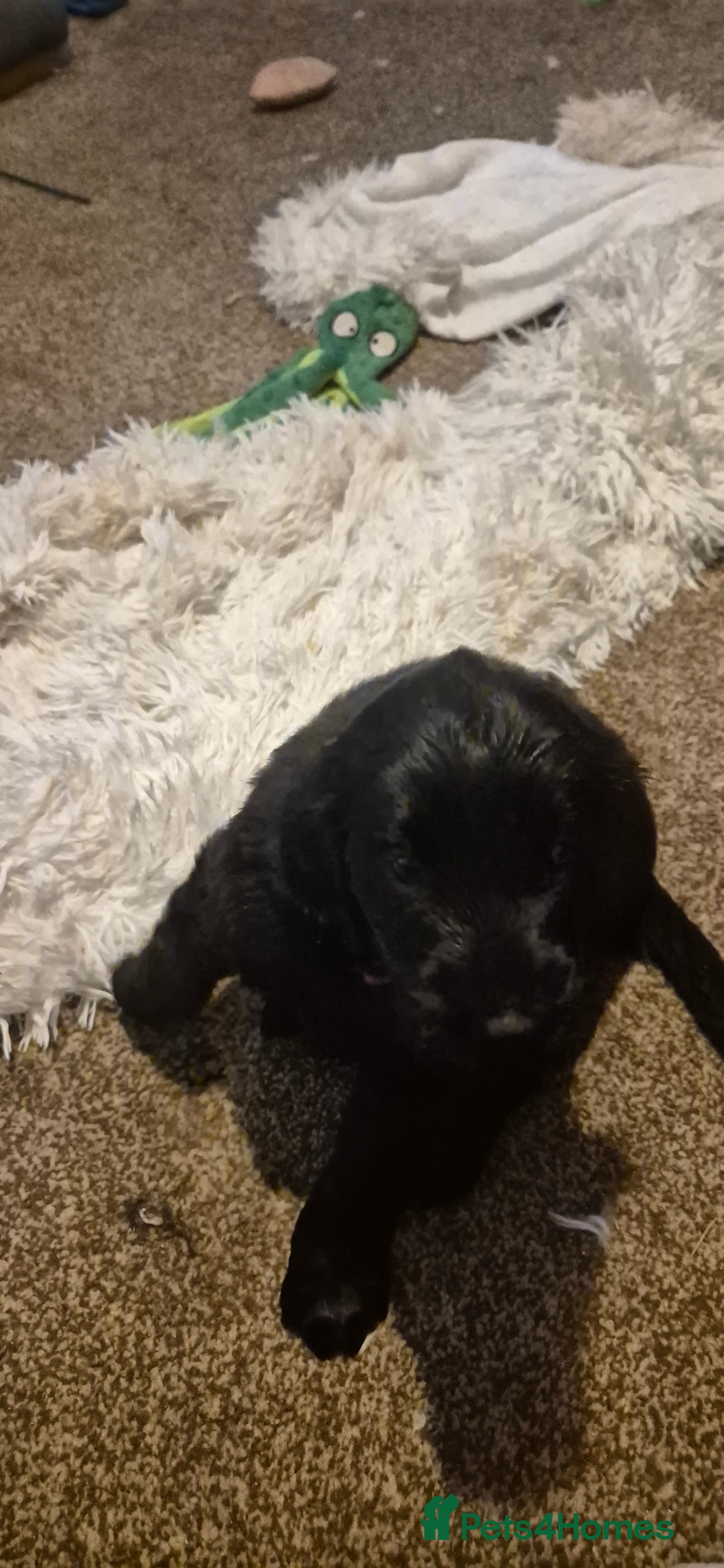 Flat coated Retriever dogs for sale: Flat coat retriever  - Image 30