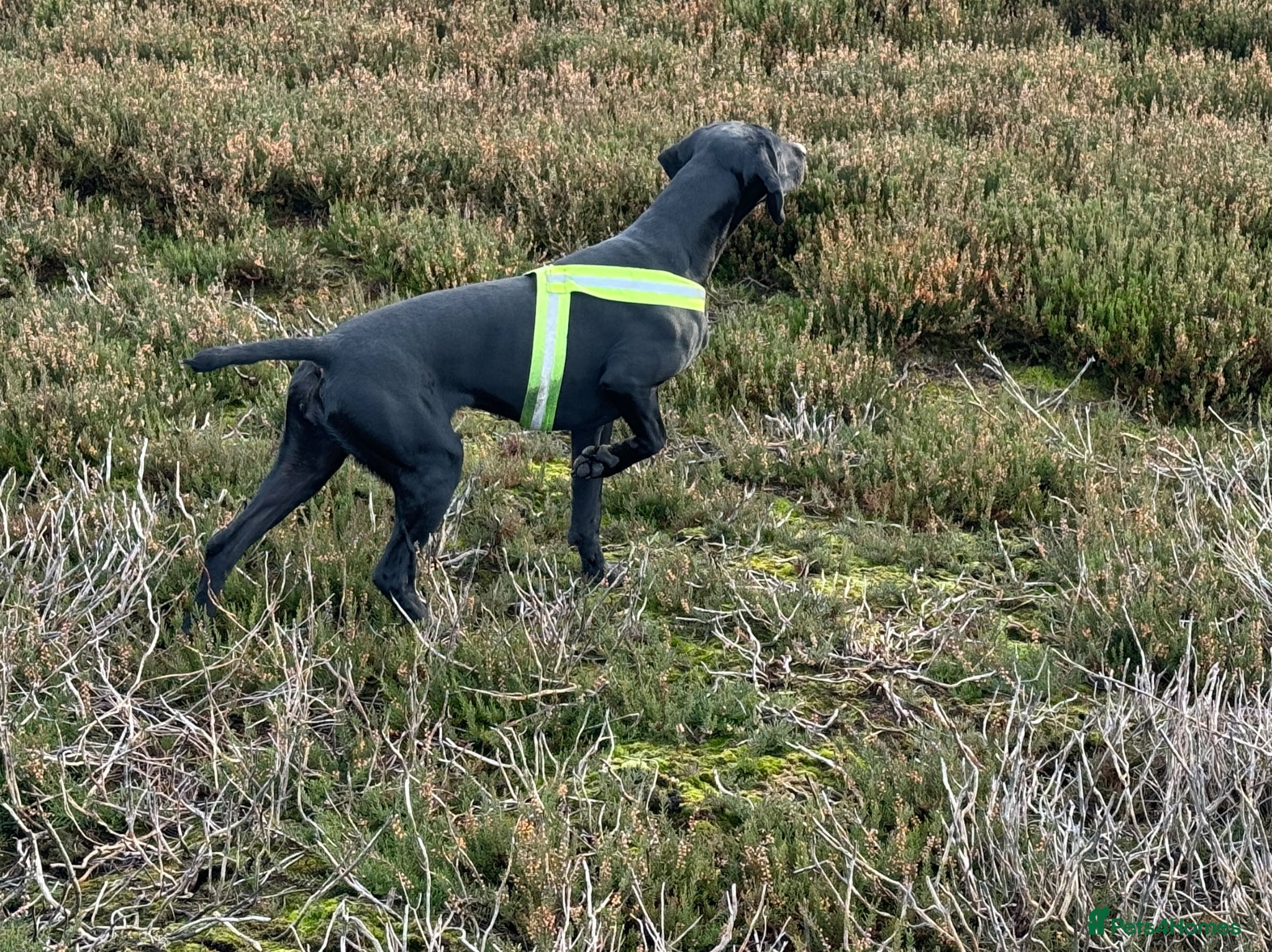 German Shorthaired Pointer dogs Bred for Temperament and working - Advert 2