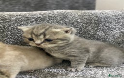 British Shorthair cats for sale: Gorgeous British shorthair kittens  - Image 12