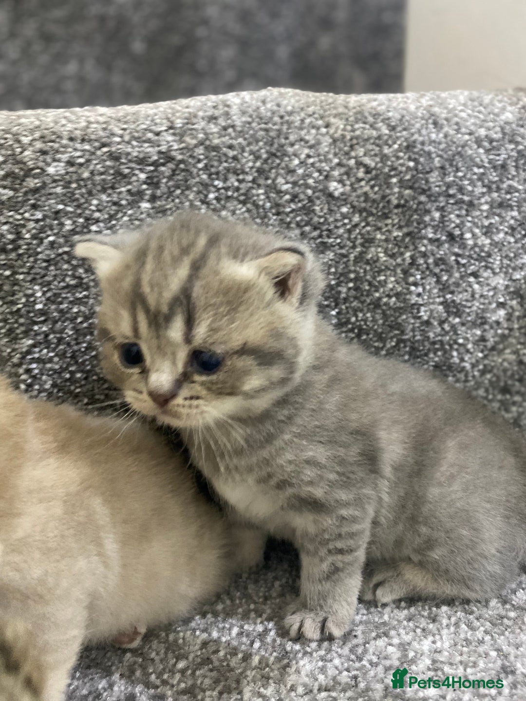 British Shorthair cats for sale: Gorgeous British shorthair kittens  - Image 12