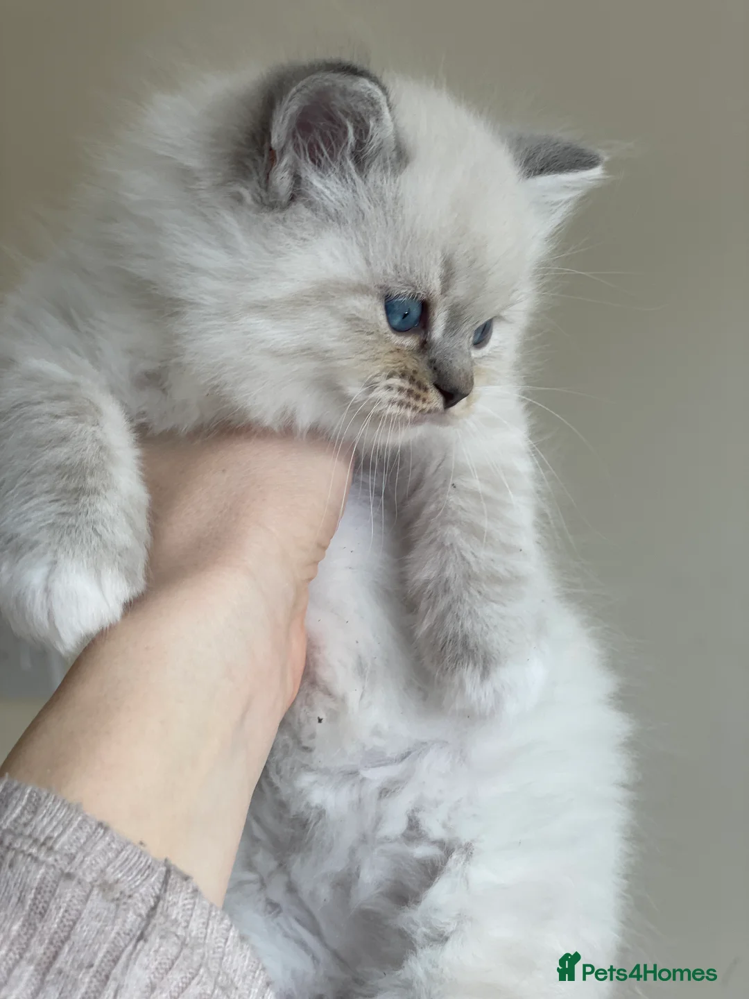 Ragdoll cats for sale: Fluffy Ragdoll Kittens, - Advert 14