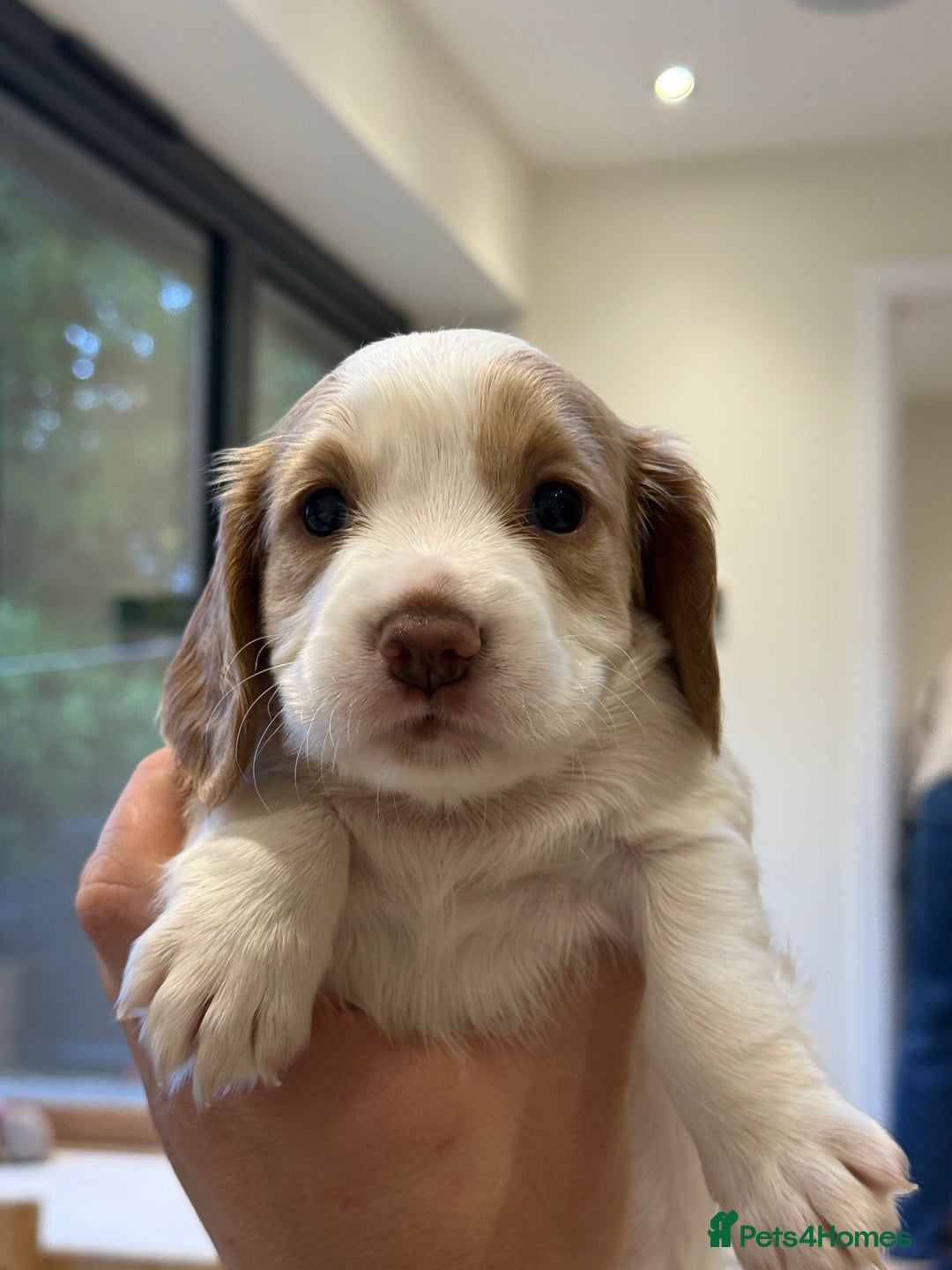Cocker Spaniel dogs for sale: Working Cocker Spaniel Puppies - Image 3
