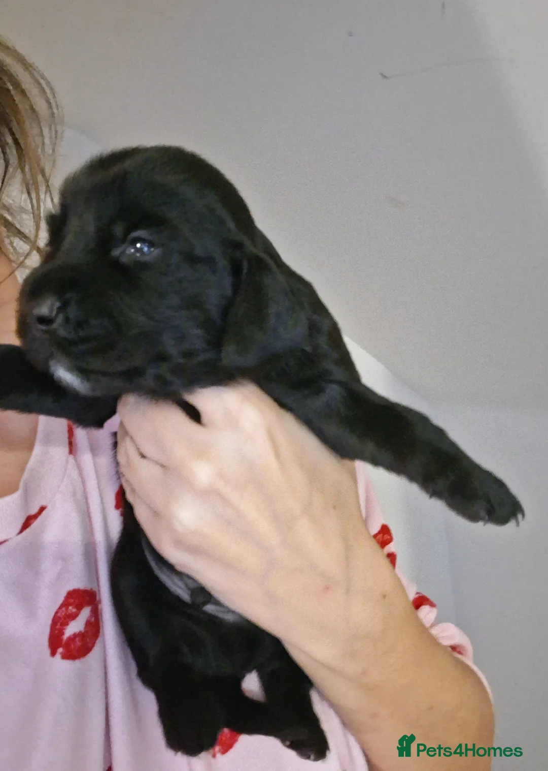 Mixed Breed dogs for sale: ☆six beautiful male puppys seeking forever homes☆ - Advert 14