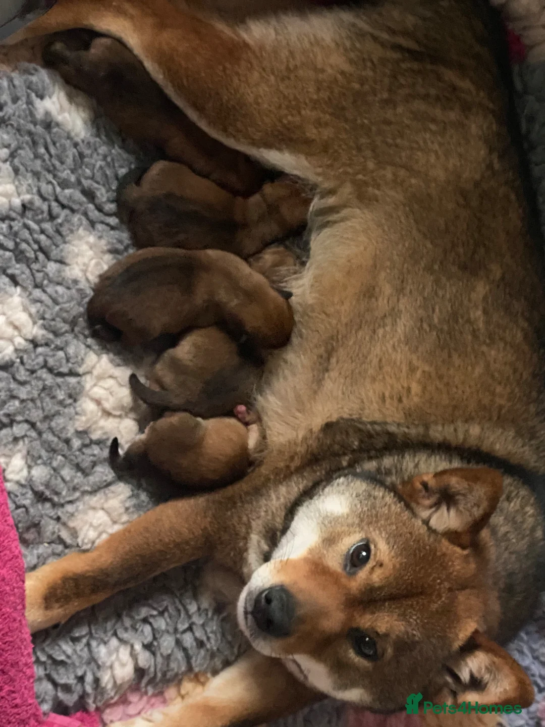 Japanese Shiba Inu dogs for sale: Chunky healthy Shiba Puppies - Advert 1