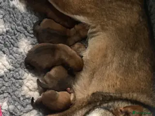 Japanese Shiba Inu dogs Chunky healthy Shiba Puppies - Advert 11