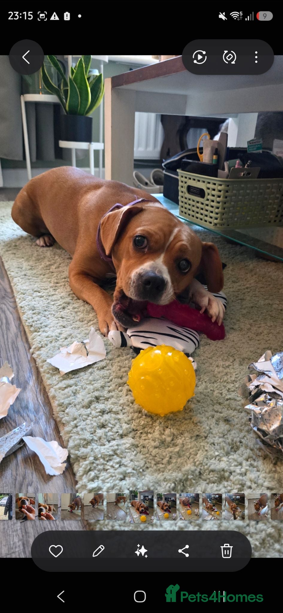 Mixed Breed dogs Female beagle x frenchie - frengle - Advert 1