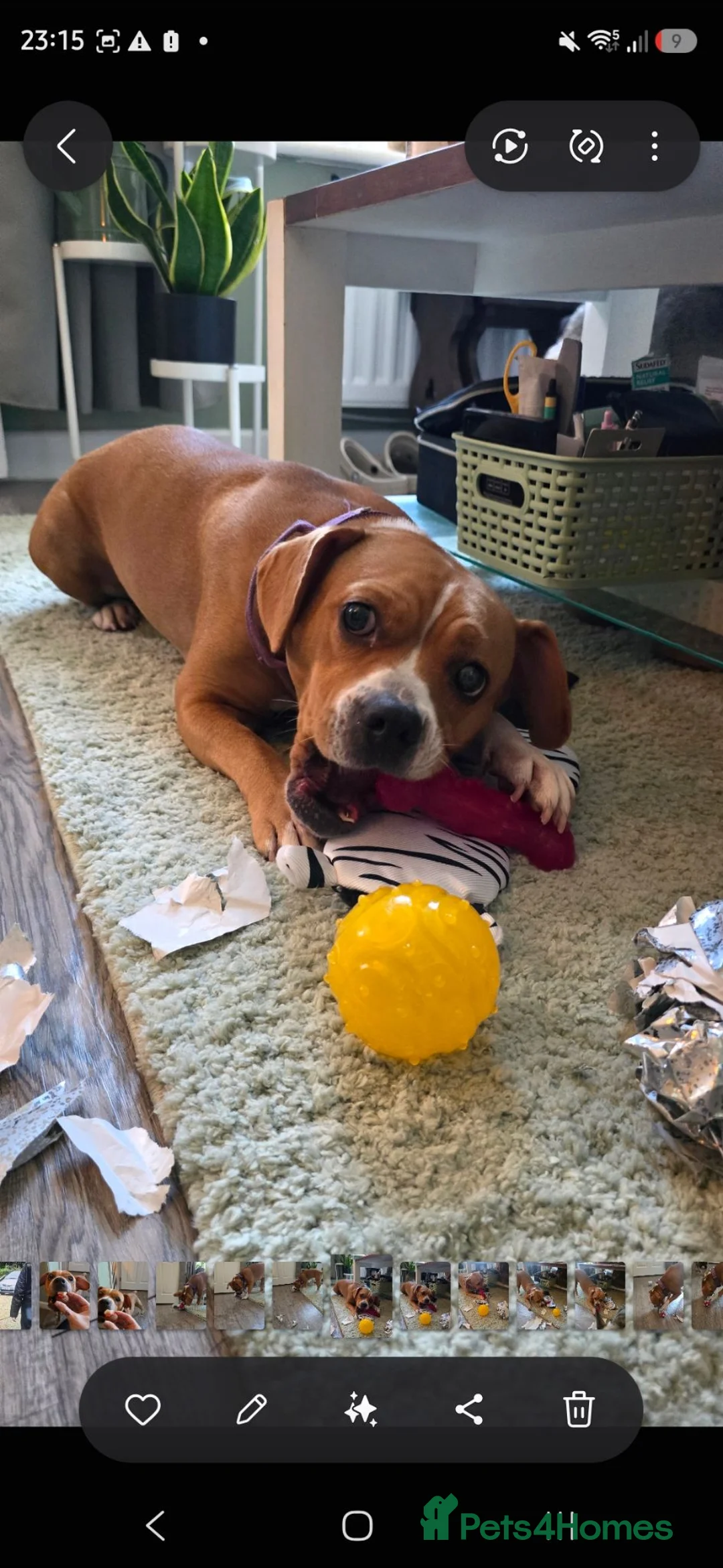 Mixed Breed dogs for sale: Female beagle x frenchie - frengle - Advert 1