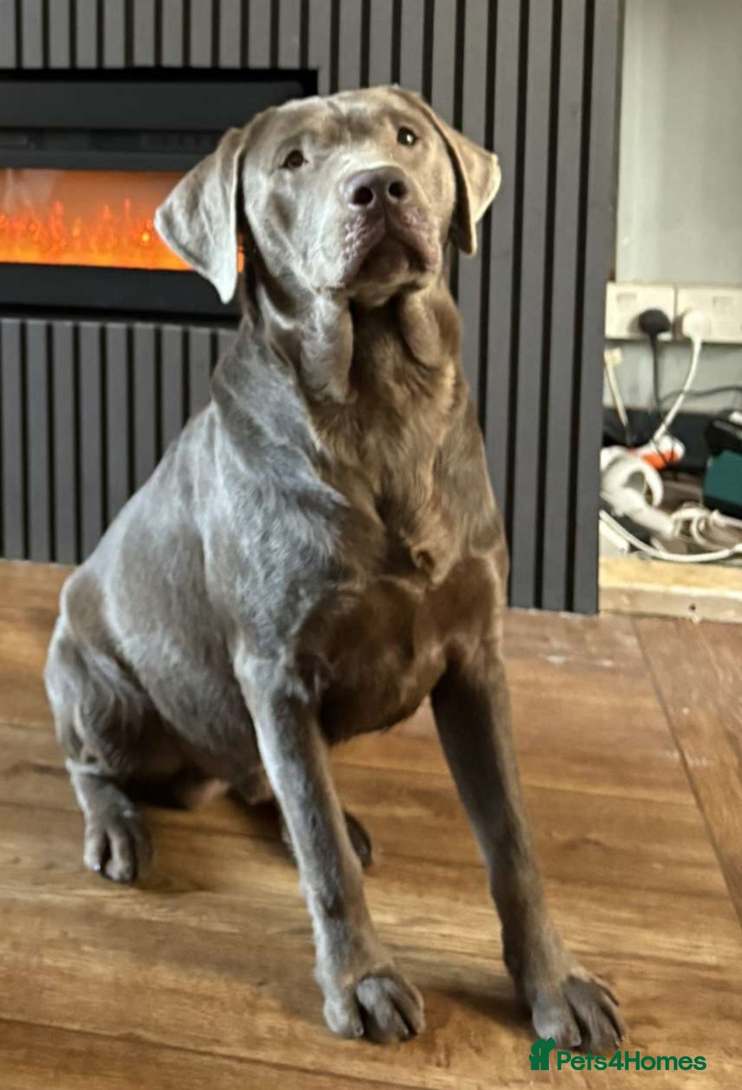 Labrador Retriever dogs for stud: KC Labrador stud - Advert 3