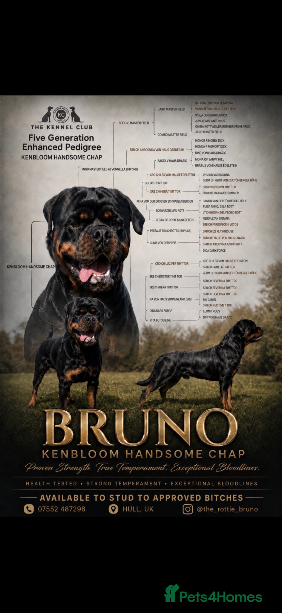 Rottweiler dogs 🔥 STUD AVAILABLE – BRUNO 🔥 - Advert 16