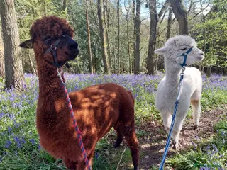 Alpaca livestock Beautiful Alpaca boys - Advert 2