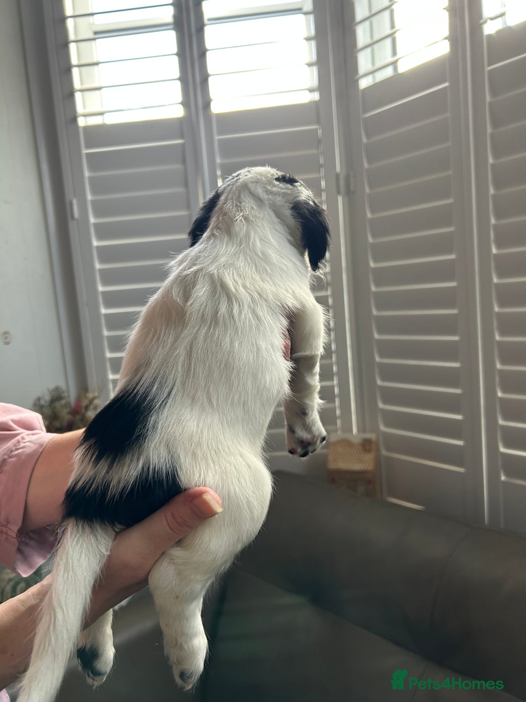 Sprocker dogs for sale: Sprocker puppies - Advert 24