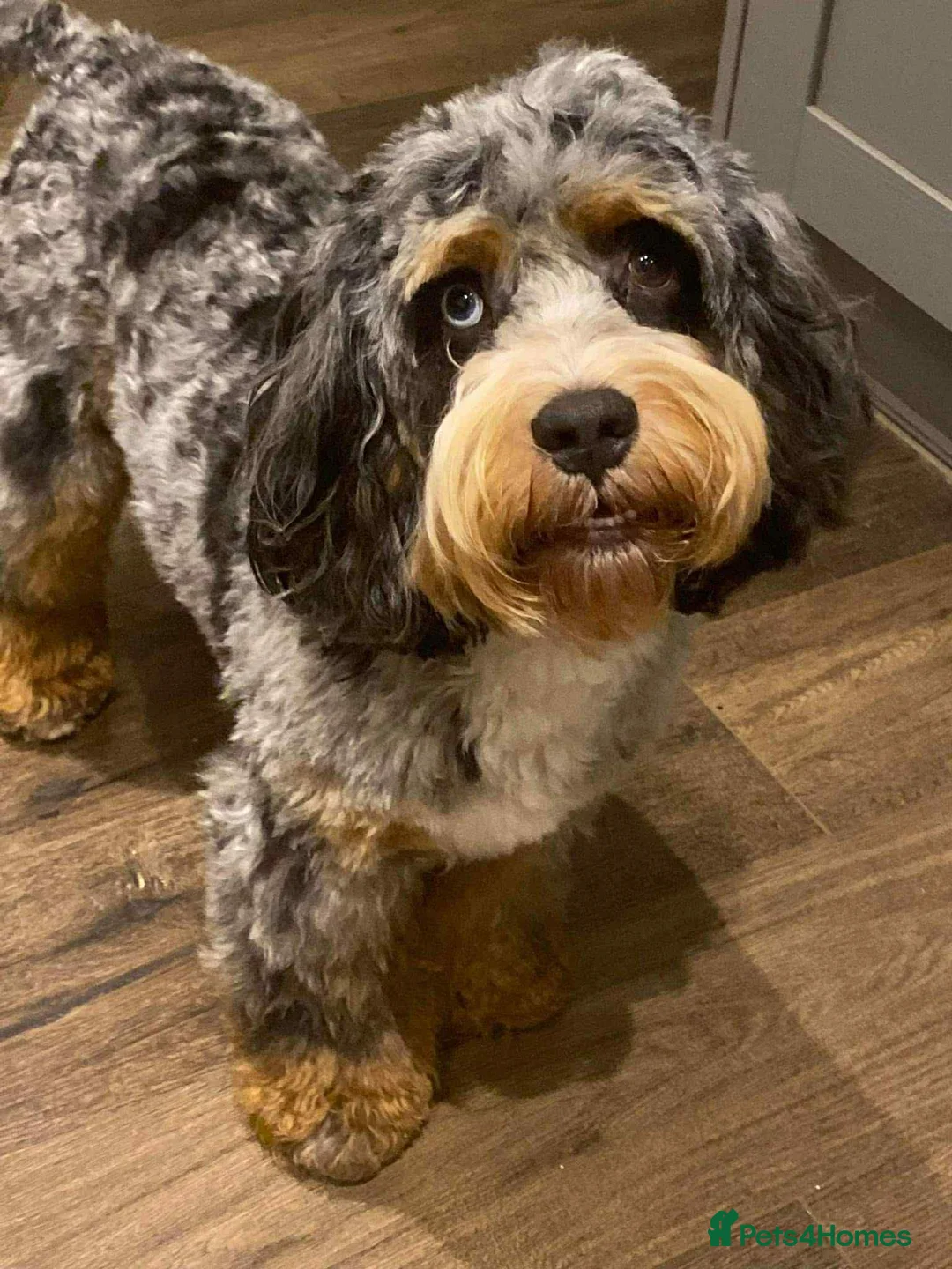 Cockapoo dogs for stud: unique and beautiful f3 american cockapoo stud - Advert 17