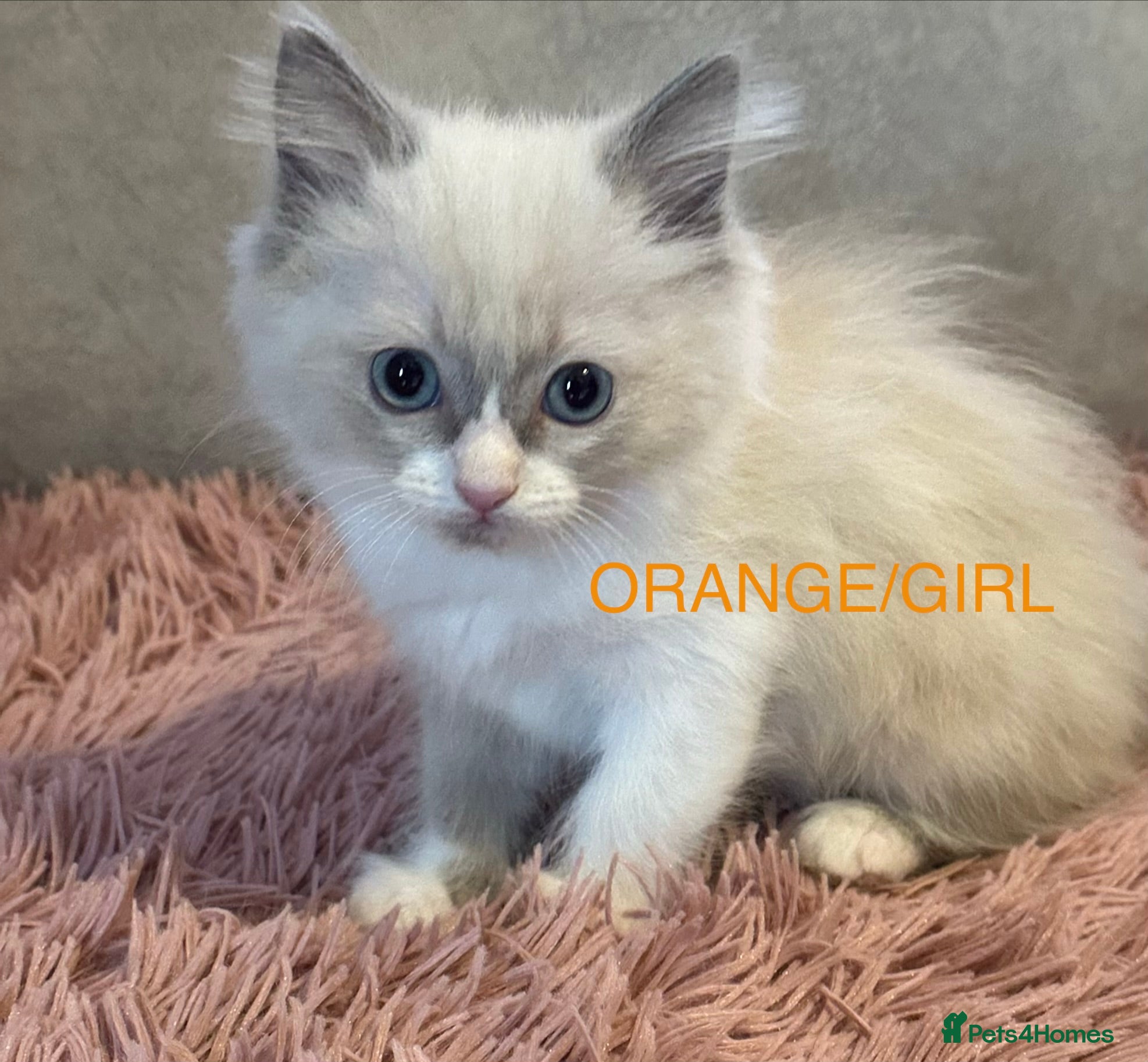 Ragdoll cats Blue Point & Choc Point Pure Bicolour Ragdolls - Advert 11