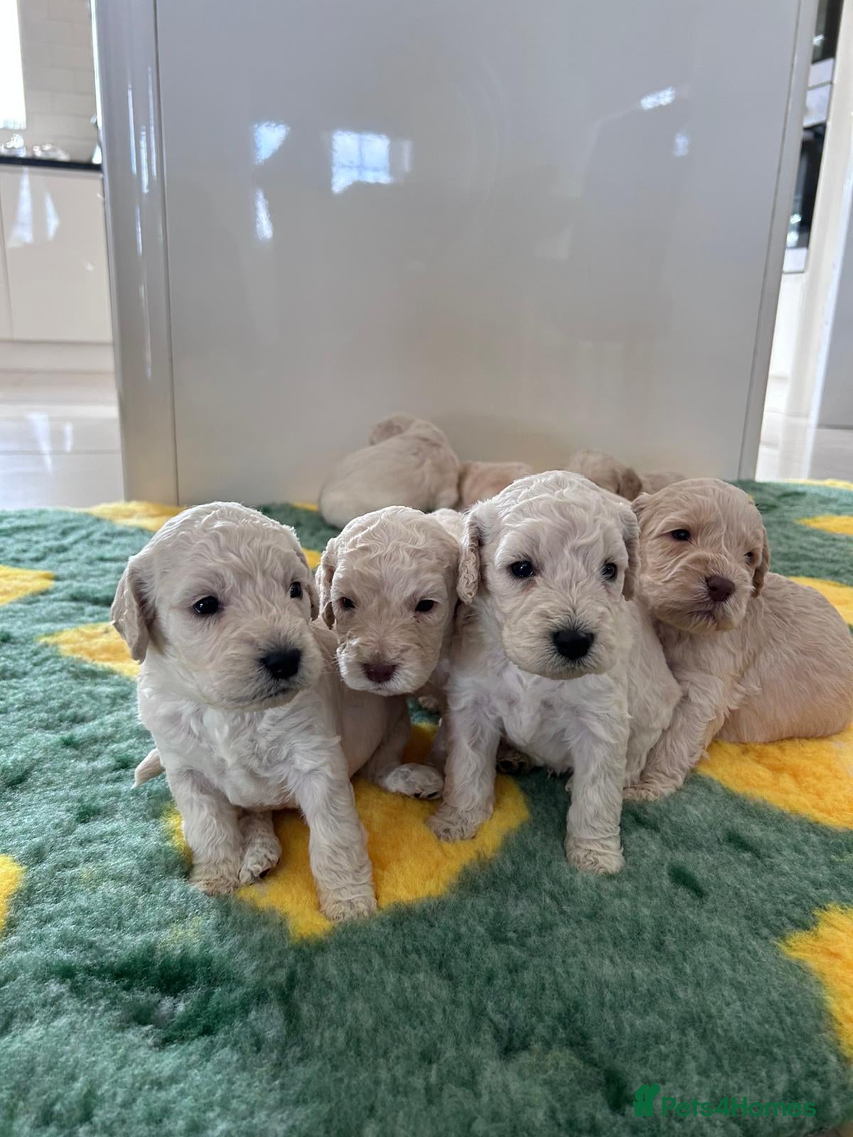 Cockapoo dogs DNA TESTED f1B cockapoo puppy’s - Advert 4