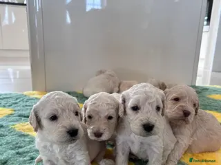 Cockapoo dogs DNA TESTED f1B cockapoo puppy’s - Advert 3