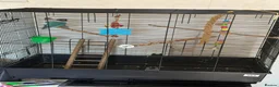 Lovebirds birds for sale: pairs of love birds breeding pairs with cage - Advert 9