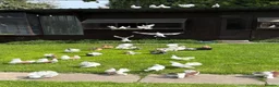 Pigeons birds for sale: Baby fantail pigeons  - Advert 2