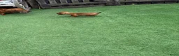 Miniature Dachshund dogs for sale: Miniature Daschund  - Advert 9