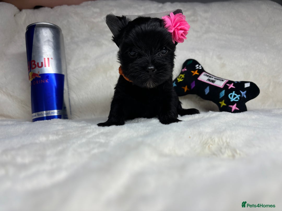 Yorkshire Terrier dogs for sale: Purebreed Yorkshire terrier (480G)8weeks old🥰 - Image 14