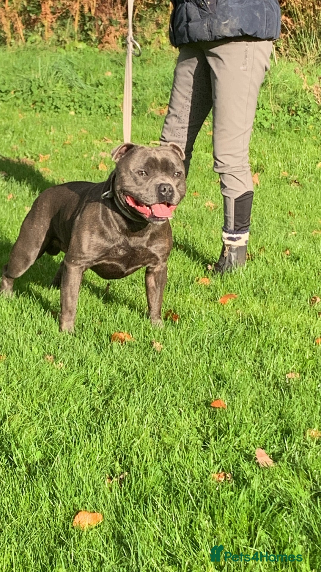 Staffordshire Bull Terrier dogs for sale: KC REGISTERED BRINDLE STAFFORDSHIRE BT PUPPIES - Advert 6