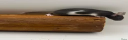 Mouse rodents for sale: Female fancy mice - ready for new homes - Advert 17