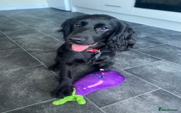 Cocker Spaniel dogs for sale: Cocker Spaniel Puppy  - Advert 4