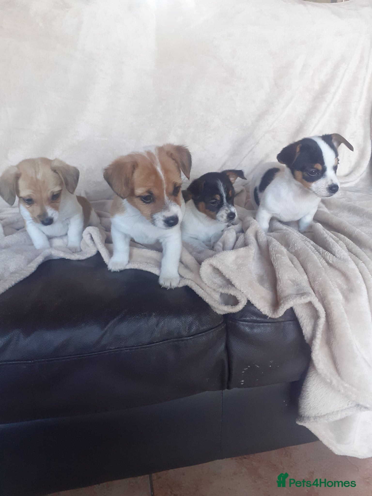 Jack Russell dogs Jack Russell  - Advert 18