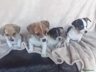 Jack Russell dogs Jack Russell - Advert 10