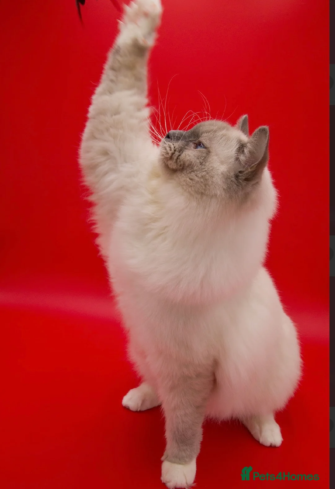 Ragdoll cats for stud: Gccf grand champion Blue mitted stud  - Advert 5