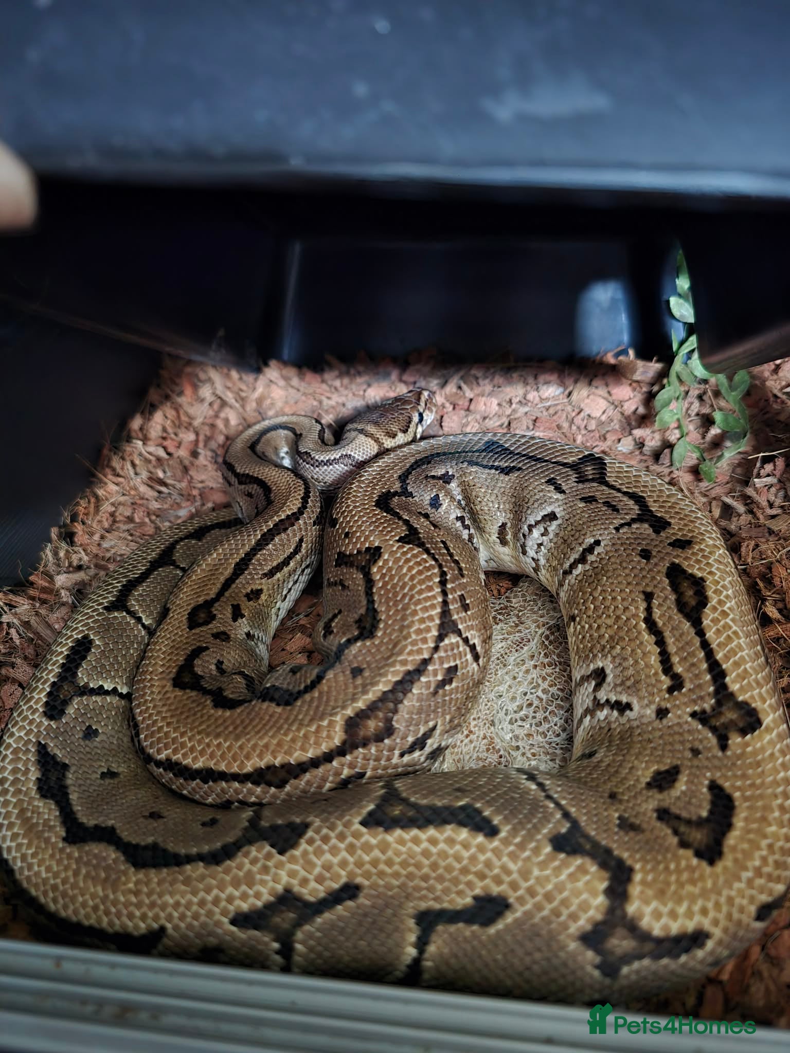 Python Snake reptiles Royal Python for pet home - Advert 15