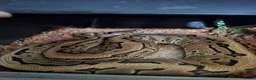 Python Snake reptiles for sale: Various Royal Pythons - Advert 2